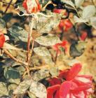 月季白粉病 月季白粉病