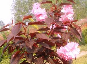 有色植物 有色植物