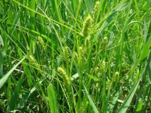 五台山薹草 五台山薹草