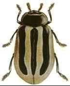 縱條瓢蟲 縱條瓢蟲