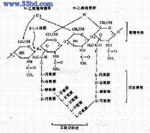 革蘭氏陽性細菌