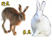 野兔[哺乳綱動物]