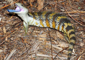 印尼藍舌石龍子 印尼藍舌石龍子