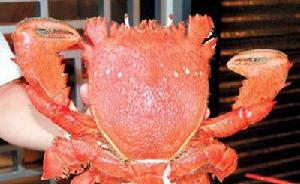 （圖）鼓板龍蟹