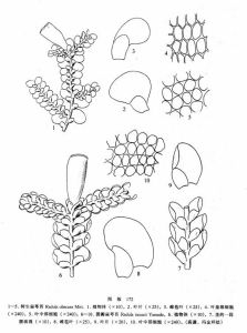 樹生扁萼苔 樹生扁萼苔
