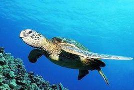 海龜島[馬來西亞島嶼]