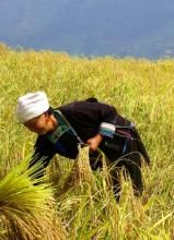 正糯12號 正糯12號