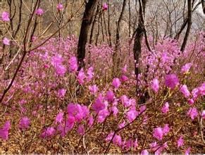 粉果杜鵑 粉果杜鵑
