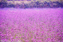 薰衣草花海