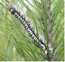 馬尾松毛蟲 馬尾松毛蟲