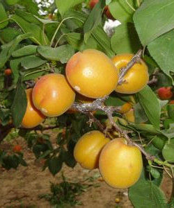 紅荷包杏 紅荷包杏