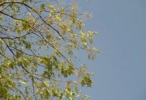 羽葉白頭樹 羽葉白頭樹