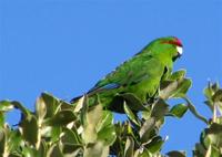 紅額鸚鵡查塔姆島亞種 紅額鸚鵡查塔姆島亞種