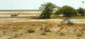 埃托沙保護區 埃托沙保護區