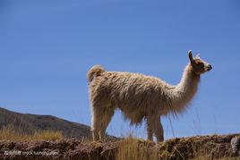 草泥馬[網路十大神獸]