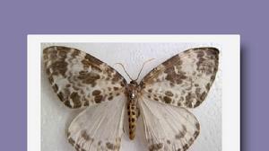 黑紋玫舟蛾 黑紋玫舟蛾