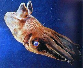 吸血鬼烏賊 吸血鬼烏賊