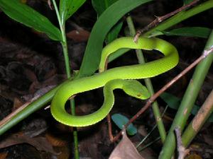 西雙版納納版河流域自然保護區（圖）竹葉青