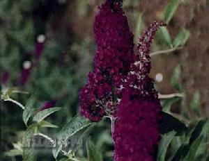 正紅醉魚草 正紅醉魚草