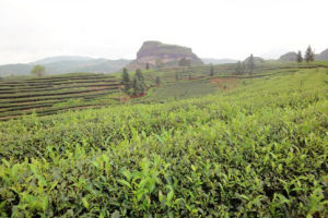 心潔茗茶 心潔茗茶