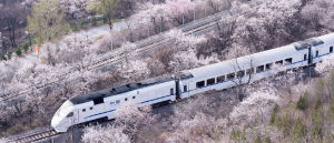 和諧號列車穿越居庸關花海