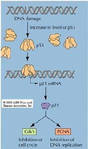 P21cip1抑制CDK和PCNA