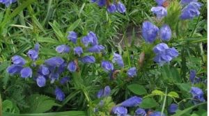 多節青蘭 多節青蘭