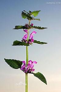 小野芝麻 小野芝麻