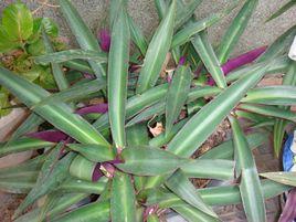 蚌蘭葉[蚌蘭葉]