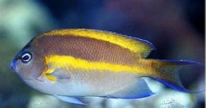 多色燕尾神仙魚 多色燕尾神仙魚