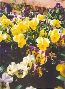 三色堇花 三色堇花