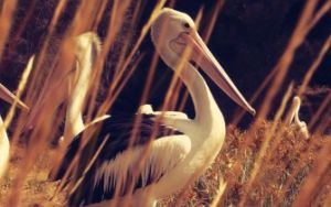 鵜鶘[鵜鶘科鵜鶘屬水禽的統稱]