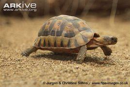 歐洲陸龜 歐洲陸龜