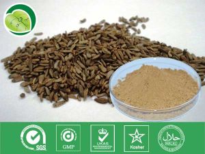 牛蒡子提取物 牛蒡子提取物