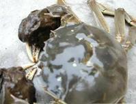 陽澄湖清水大閘蟹 陽澄湖清水大閘蟹