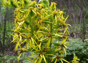 芥形橐吾 芥形橐吾