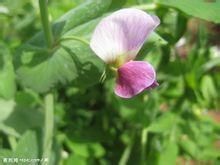 察隅野豌豆 察隅野豌豆