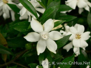 狹葉梔子 狹葉梔子