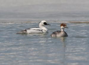 白秋沙鴨 白秋沙鴨
