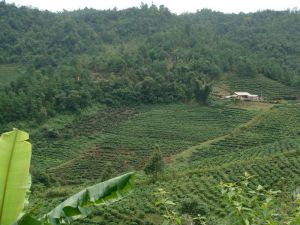 哈此奪村 哈此奪村