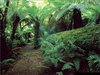 銅壁關自然保護區 銅壁關自然保護區