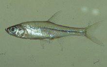 台灣梅氏鯿 台灣梅氏鯿