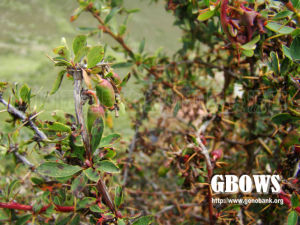 芒康小檗 芒康小檗