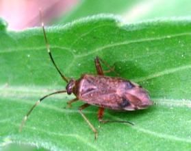 短翅迅足長蝽 短翅迅足長蝽