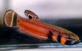 紅戰狗深紅型 紅戰狗深紅型