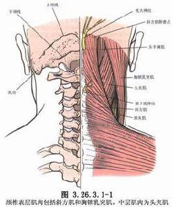 頸椎椎板 頸椎椎板