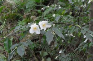 毛柄連蕊茶 毛柄連蕊茶