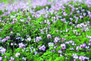 紫雲英馬藍 紫雲英馬藍