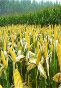 翠甜1號 翠甜1號