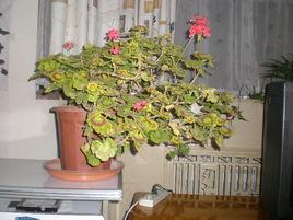 蹄紋天竺葵 蹄紋天竺葵